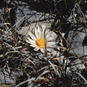 Zeldzame Turbinicarpus valdezianus cactus met witte bloemen.