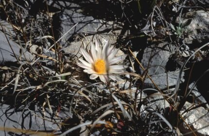 Zeldzame Turbinicarpus valdezianus cactus met witte bloemen.