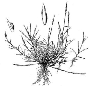 Zoysia matrella gras met dichte groene bladeren in tuinsetting.