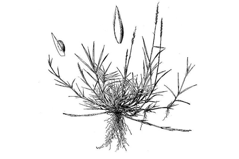 Zoysia matrella gras met dichte groene bladeren in tuinsetting.