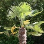 Trachycarpus fortunei palmboom in close-up, groen blad en stam.