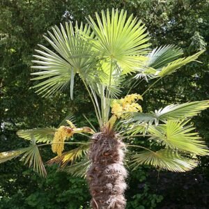 Trachycarpus fortunei palmboom in close-up, groen blad en stam.