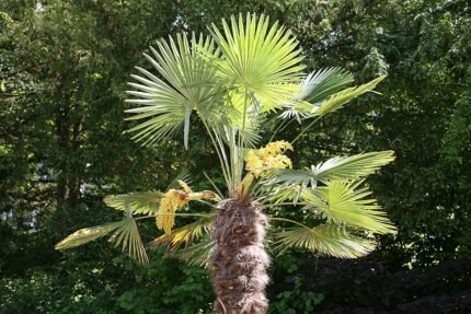 Trachycarpus fortunei palmboom in close-up, groen blad en stam.