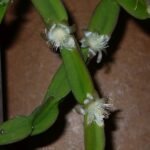 Rhipsalis paradoxa plant met lange, slanke groene stelen in een pot.