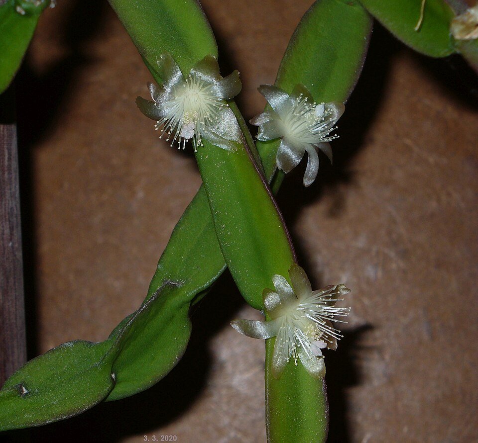 Rhipsalis paradoxa plant met lange, slanke groene stelen in een pot.