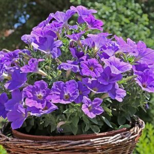 Petunia ×atkinsiana bloemen in verschillende kleuren op een groene achtergrond.