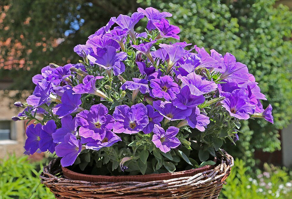 Petunia ×atkinsiana bloemen in verschillende kleuren op een groene achtergrond.