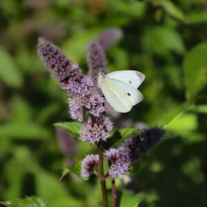 Muntplant met groene bladeren en witte bloemen op een zonnige dag.