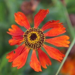 Zinnia peruviana bloem met gele en oranje bloemblaadjes.