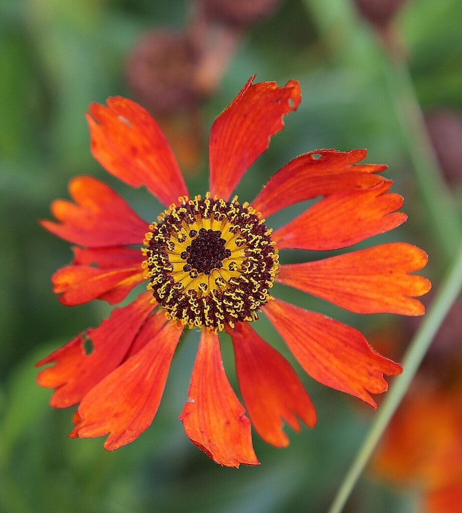 Zinnia peruviana bloem met gele en oranje bloemblaadjes.