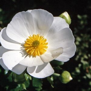 Cistus salviifolius - Salbeiblattrige Zistrose in bloei