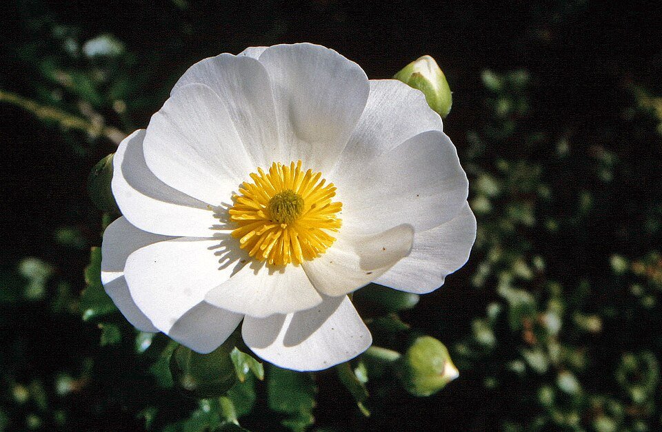 Cistus salviifolius - Salbeiblattrige Zistrose in bloei