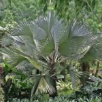 Licuala spinosa palm met waaierachtige bladeren in tropische omgeving.