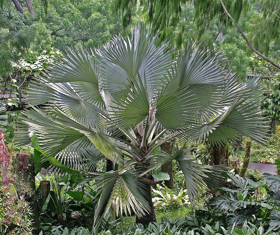 Licuala spinosa palm met waaierachtige bladeren in tropische omgeving.
