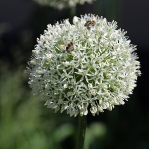 Grote paarse bloeiende Allium giganteum plant met lange stelen.