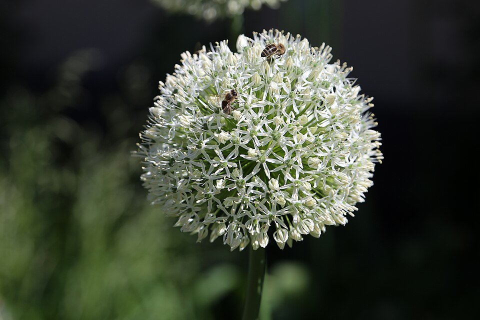 Grote paarse bloeiende Allium giganteum plant met lange stelen.
