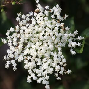 Vlierstruik met donkere bessen en groen blad, geschikt voor kleigrond en winterhardheid.