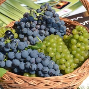 Cabernet Cortis druivenrank met donkerrode druiventrossen in wijngaard.