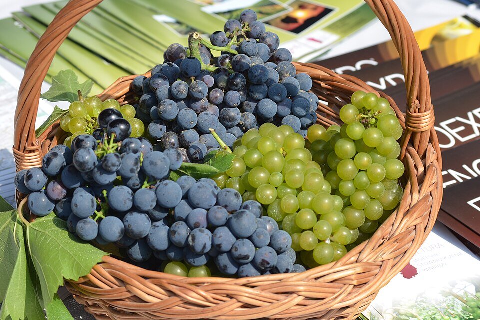 Cabernet Cortis druivenrank met donkerrode druiventrossen in wijngaard.
