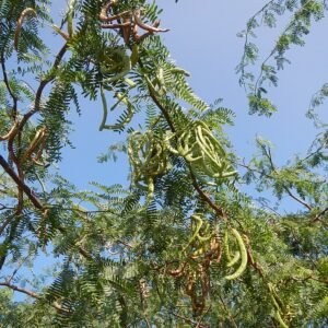 Bloeiende Vachellia farnesiana op zandgrond in schaduwrijke omgeving.
