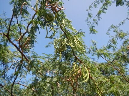 Bloeiende Vachellia farnesiana op zandgrond in schaduwrijke omgeving.