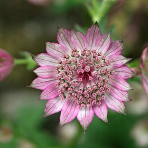 Astrantia major Roma bloem in Yvoire tuin.