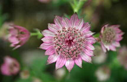 Astrantia major Roma bloem in Yvoire tuin.