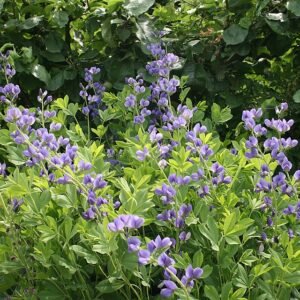 Bloeiende blauwe Baptisia australis plant met groen blad.