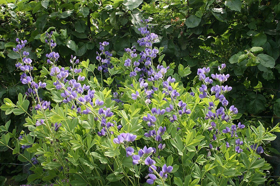 Bloeiende blauwe Baptisia australis plant met groen blad.