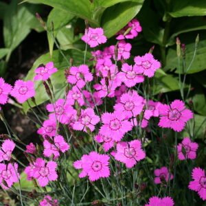 Roze Dianthus deltoides alpinus bloem in Yvoire.