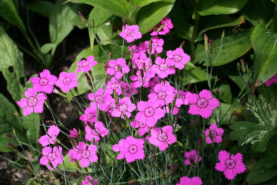 Roze Dianthus deltoides alpinus bloem in Yvoire.