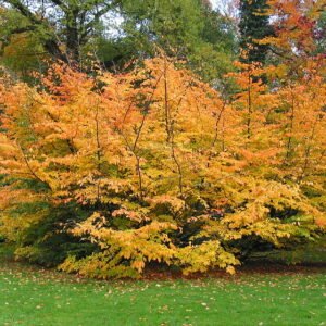 Parrotia persica boom met kleigrond als ondergrond.