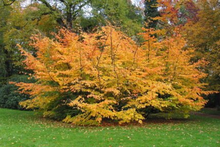 Parrotia persica boom met kleigrond als ondergrond.