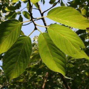 Prunus serrulata bloemen in roze tinten tegen groene bladeren.