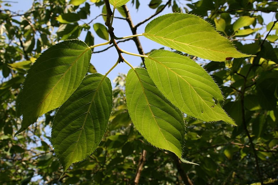 Prunus serrulata bloemen in roze tinten tegen groene bladeren.