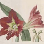 Red blooming Hippeastrum aulicum with long green leaves in garden.