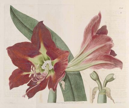 Red blooming Hippeastrum aulicum with long green leaves in garden.