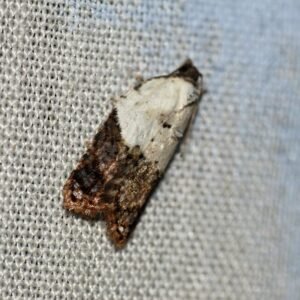 Witschouderbladroller op groen blad met roze bloemen.