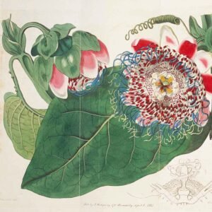 Passiflora quadrangularis met groene bladeren en opvallende bloemen.