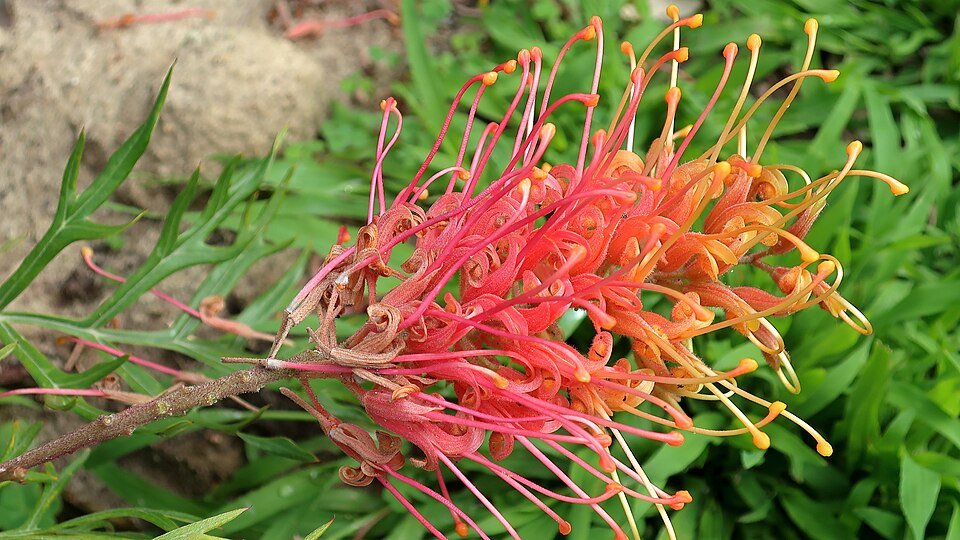 Grevillea 'Mason's Hybrid' met rode en gele bloemen op groene bladeren.