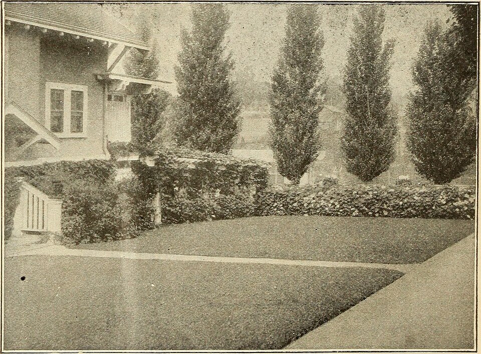 Prachtige Magnolia rostrata bloemen in vintage tuinboekillustratie.