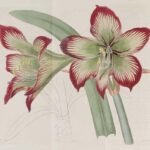 Striped red and green Hippeastrum psittacinum flower on white background.