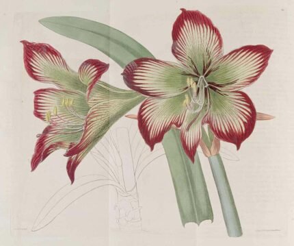 Striped red and green Hippeastrum psittacinum flower on white background.