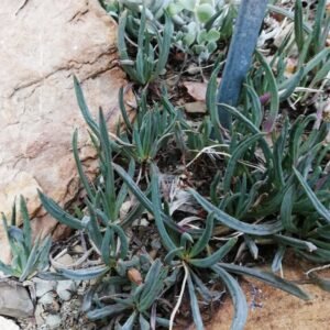Curio acaulis plant in Kirstenbosch Gardens.