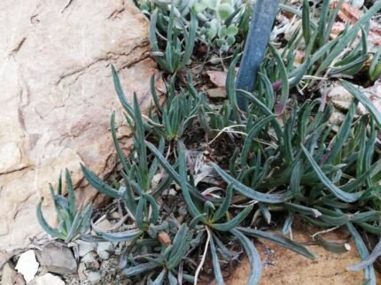 Curio acaulis plant in Kirstenbosch Gardens.