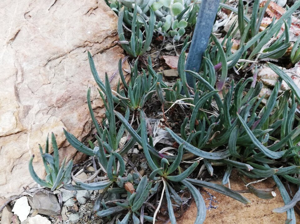 Curio acaulis plant in Kirstenbosch Gardens.