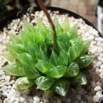 Haworthia cooperi plant with fleshy green leaves in Kirstenbosch garden.