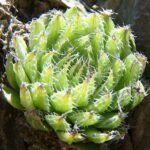Sierlijke Haworthia mucronata in een pot.