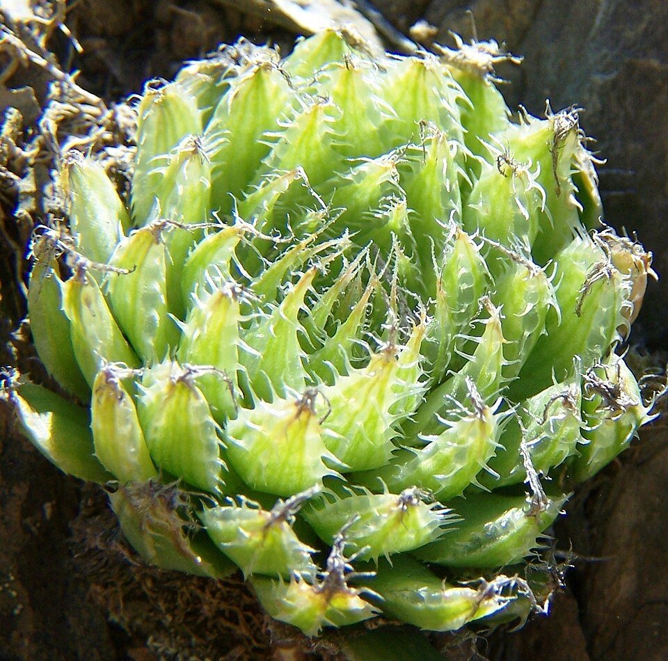 Sierlijke Haworthia mucronata in een pot.