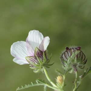 Mooie paarse en gele Drie-urenbloem in bloei met groen blad.